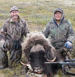 Muskox01.jpg - 37819 Bytes